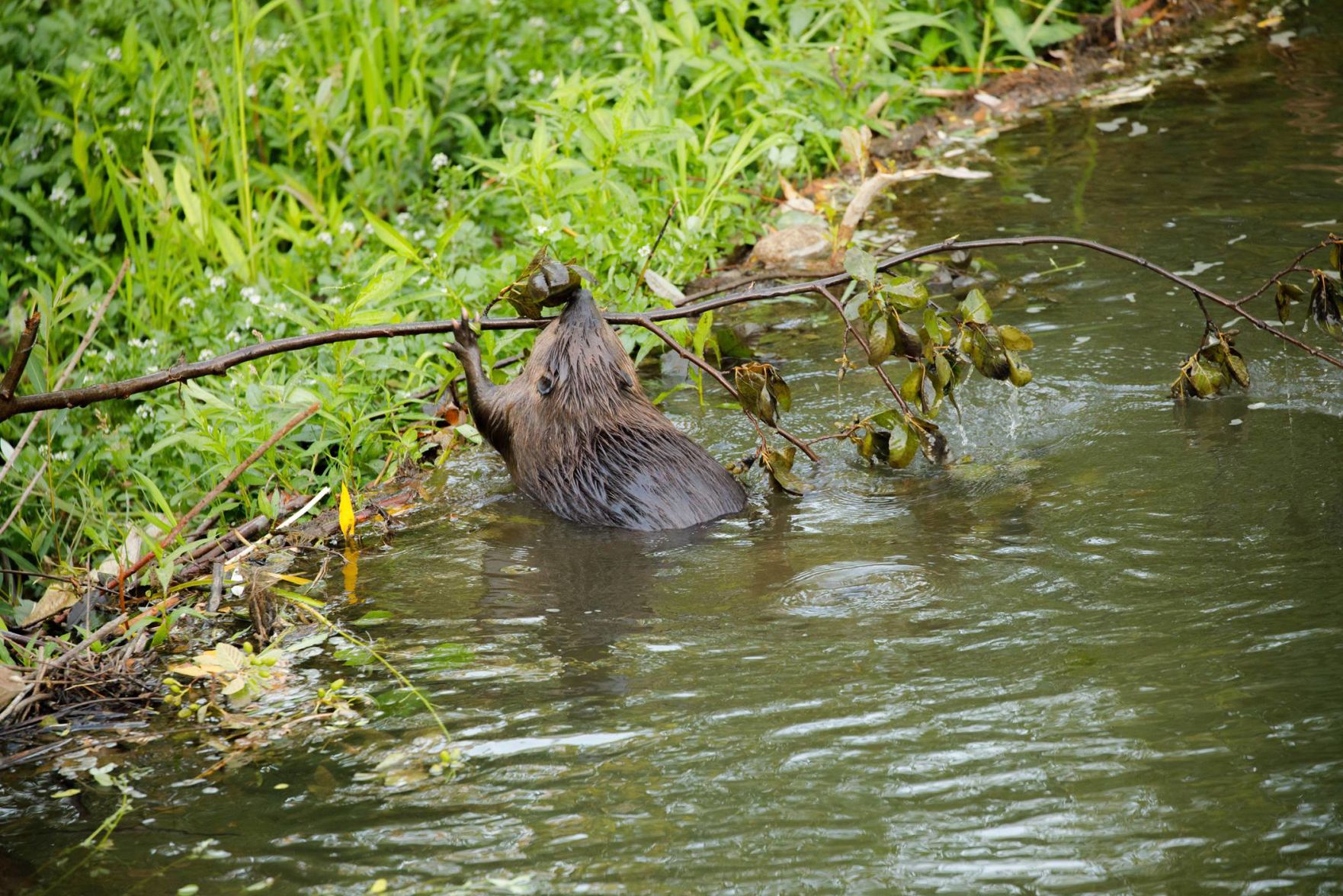 Beaver Lodge Summer 2018